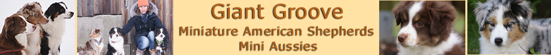 Giant Groove Miniature American Shepherds
